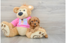 Cavapoo Puppy for Adoption