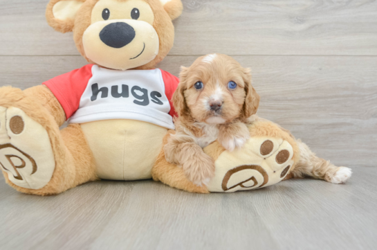 Fluffy Cavapoo Poodle Mix Pup