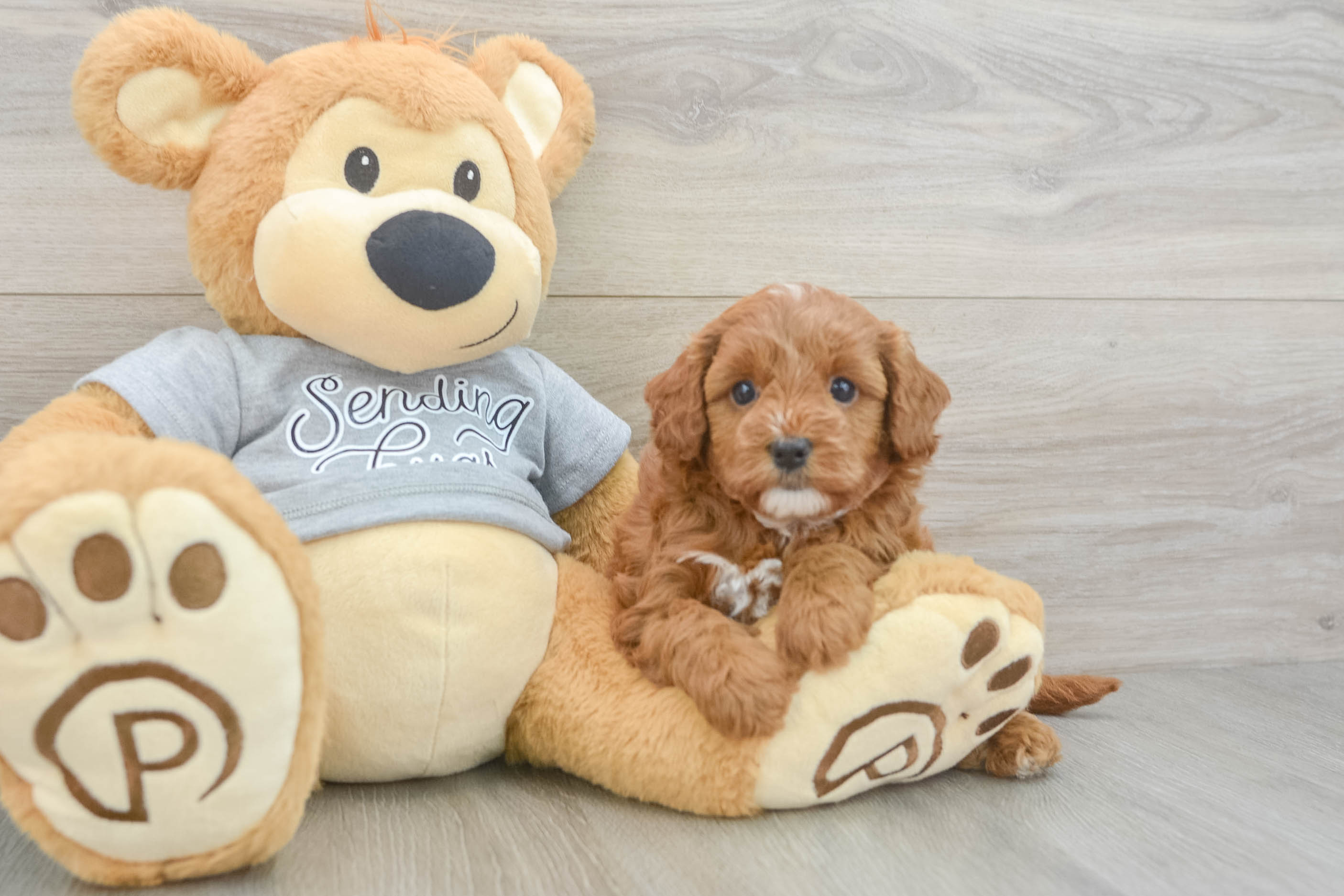 Smart Cavapoo Polaris: 4lb 6oz Doodle Puppy