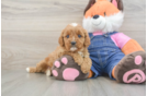 Smart Cavapoo Poodle Mix Pup