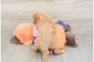 Happy Cavapoo Baby