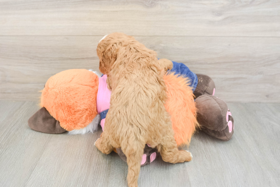 Happy Cavapoo Baby