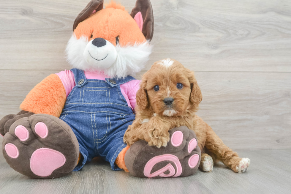 Happy Cavapoo Baby