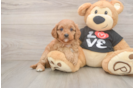 Cavapoo Pup Being Cute