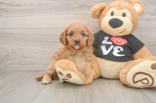 Cavapoo Pup Being Cute