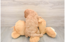 Smart Cavapoo Poodle Mix Pup