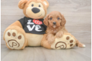 Cavapoo Puppy for Adoption