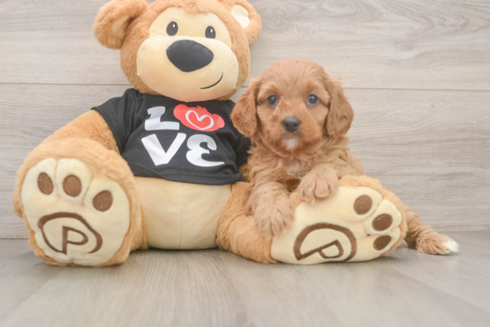 Cavapoo Puppy for Adoption