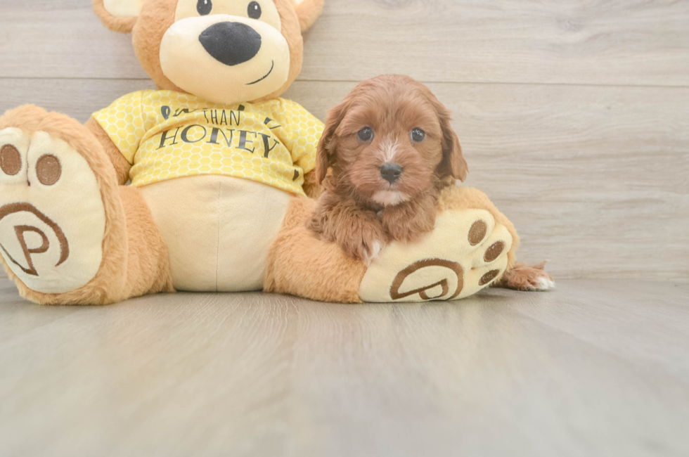 5 week old Cavapoo Puppy For Sale - Premier Pups