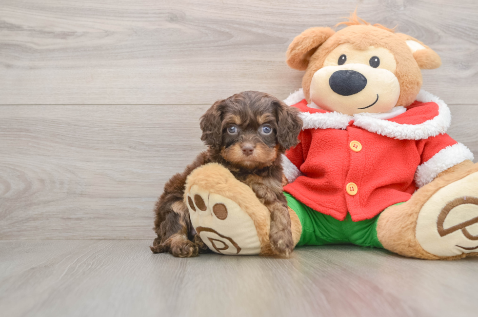5 week old Cavapoo Puppy For Sale - Premier Pups
