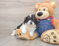 8 week old Cavapoo Puppy For Sale - Premier Pups