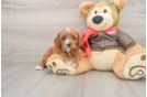 Cavapoo Puppy for Adoption
