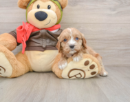 8 week old Cavapoo Puppy For Sale - Premier Pups