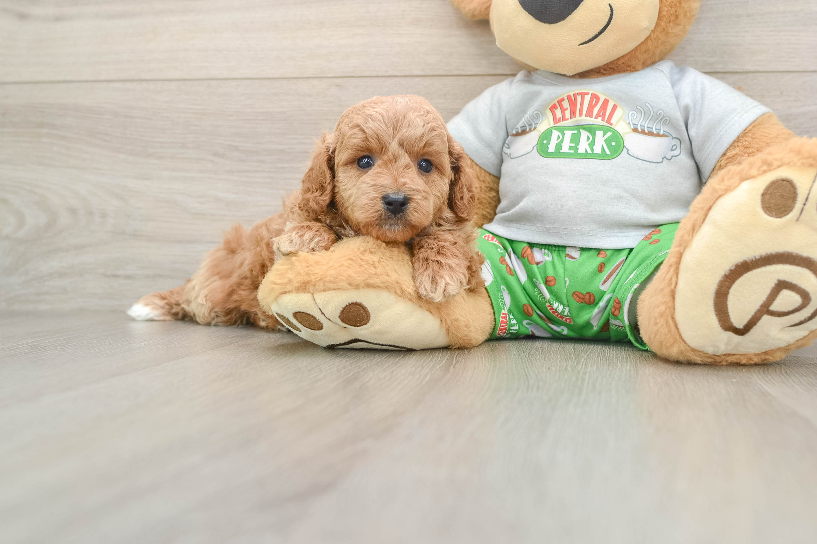 Cavapoo Puppy for Adoption