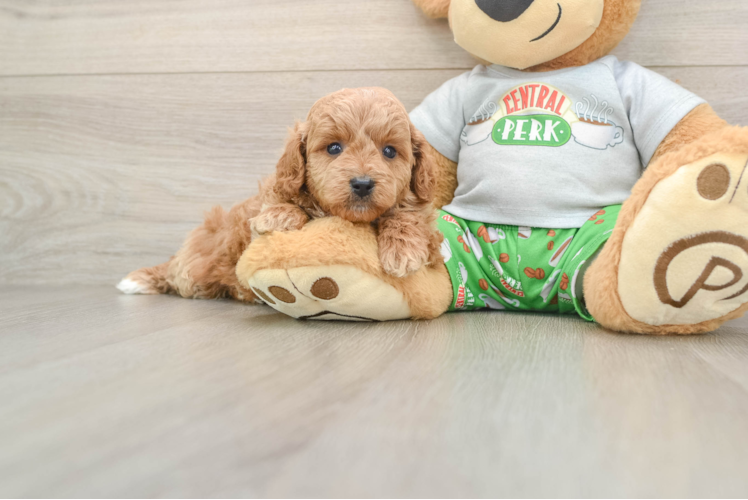 Cavapoo Puppy for Adoption