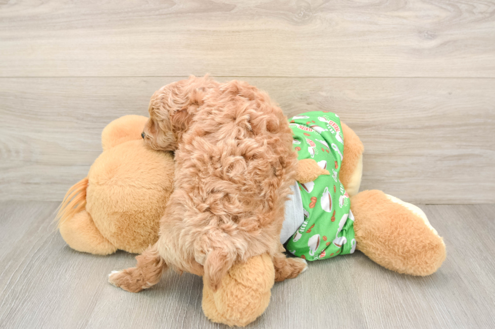 Cavapoo Pup Being Cute