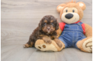 Best Cavapoo Baby