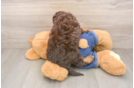 Cavapoo Pup Being Cute