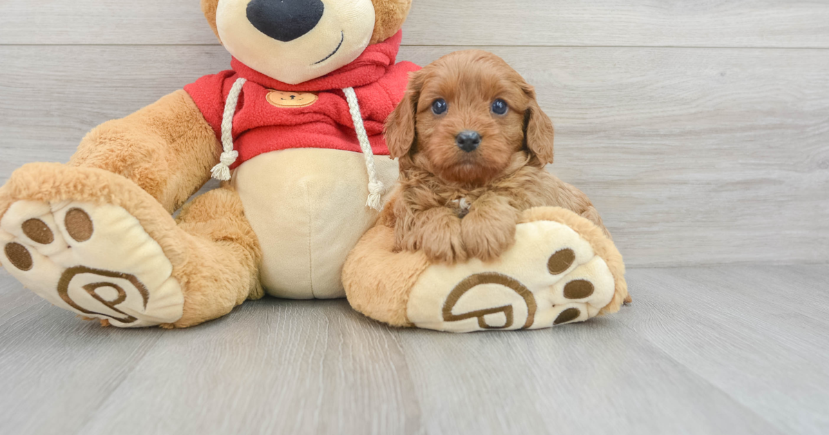 Playful Cavapoo Pooh: 4lb 3oz Doodle Puppy