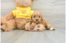 Cavapoo Puppy for Adoption