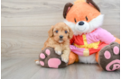 Cavapoo Puppy for Adoption