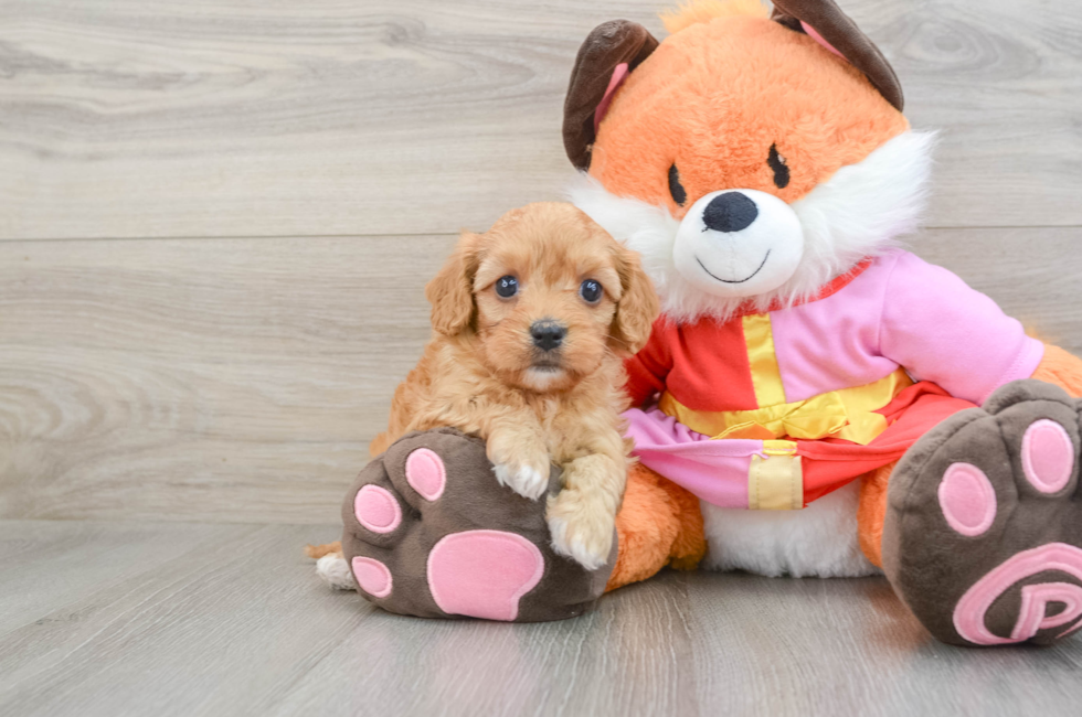 5 week old Cavapoo Puppy For Sale - Premier Pups