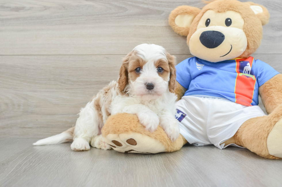 5 week old Cavapoo Puppy For Sale - Premier Pups