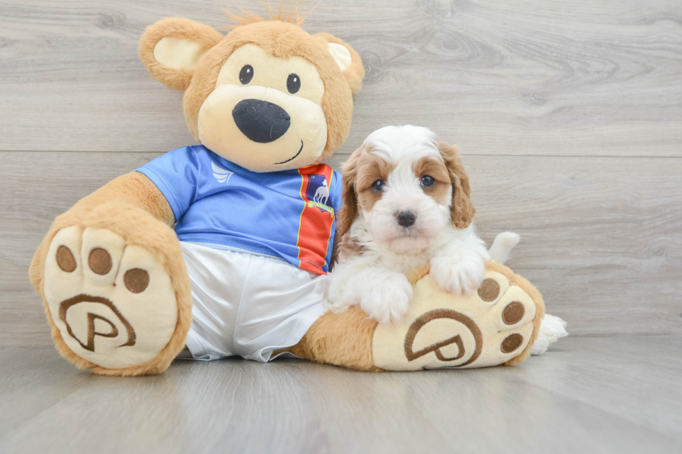 Cavapoo Pup Being Cute