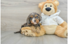 Cavapoo Pup Being Cute