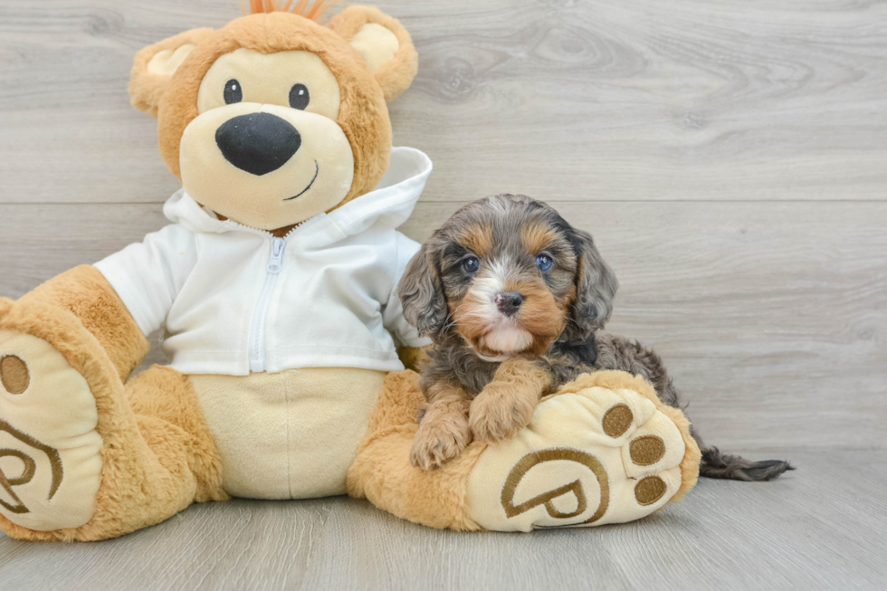 Friendly Cavapoo Baby