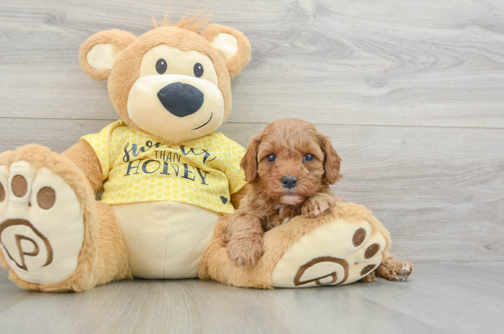 5 week old Cavapoo Puppy For Sale - Premier Pups