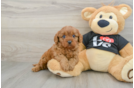 Cavapoo Pup Being Cute