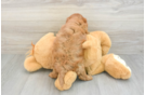 Best Cavapoo Baby