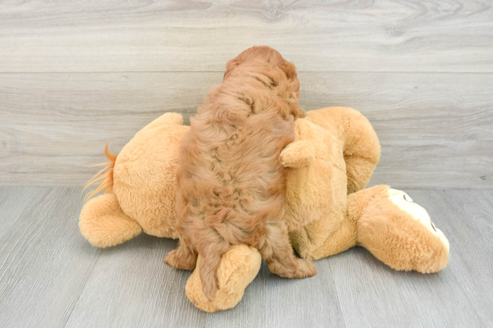 Best Cavapoo Baby