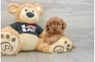 Little Cavipoo Poodle Mix Puppy