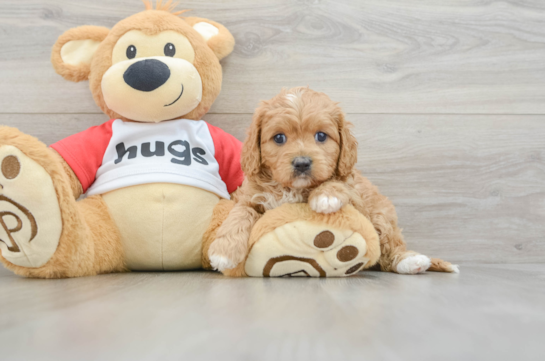 Cavapoo Puppy for Adoption