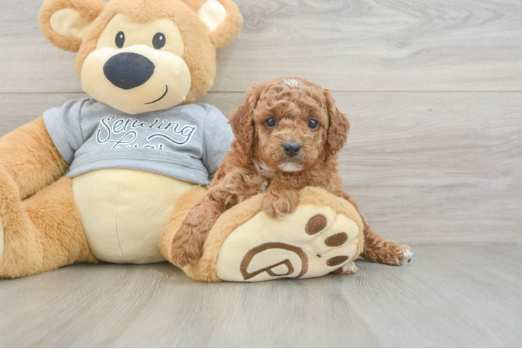 Cavapoo Puppy for Adoption
