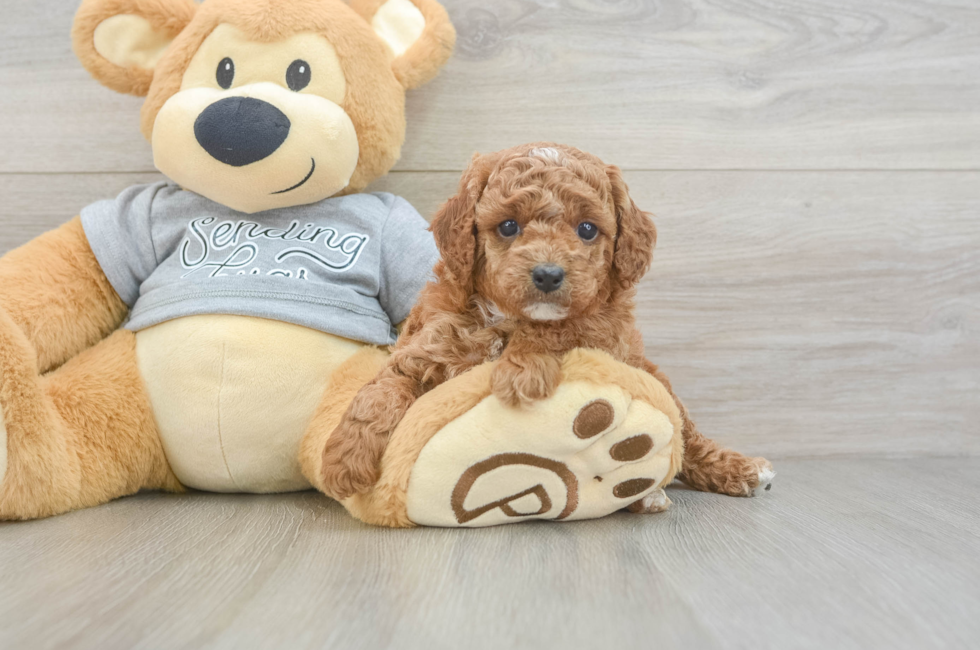 5 week old Cavapoo Puppy For Sale - Premier Pups