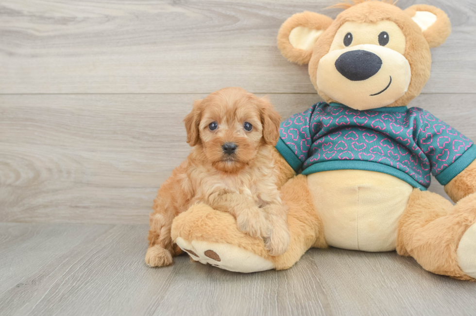 6 week old Cavapoo Puppy For Sale - Premier Pups
