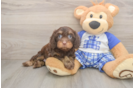 Cavapoo Pup Being Cute