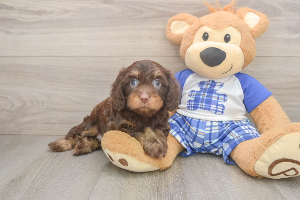 Cavapoo Pup Being Cute
