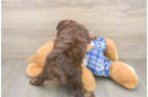 Cavapoo Puppy for Adoption