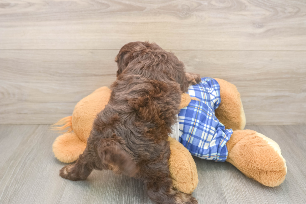 Cavapoo Puppy for Adoption