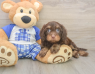 8 week old Cavapoo Puppy For Sale - Premier Pups