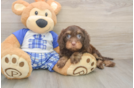 Adorable Cavalier King Charles Spaniel and Poodle Mix Poodle Mix Puppy