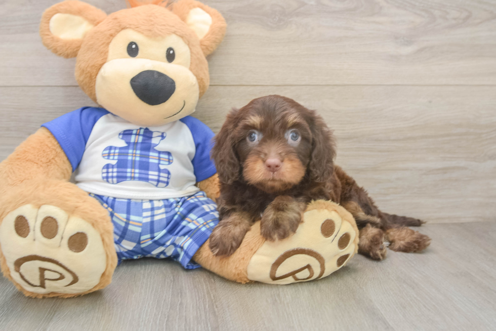 Adorable Cavalier King Charles Spaniel and Poodle Mix Poodle Mix Puppy