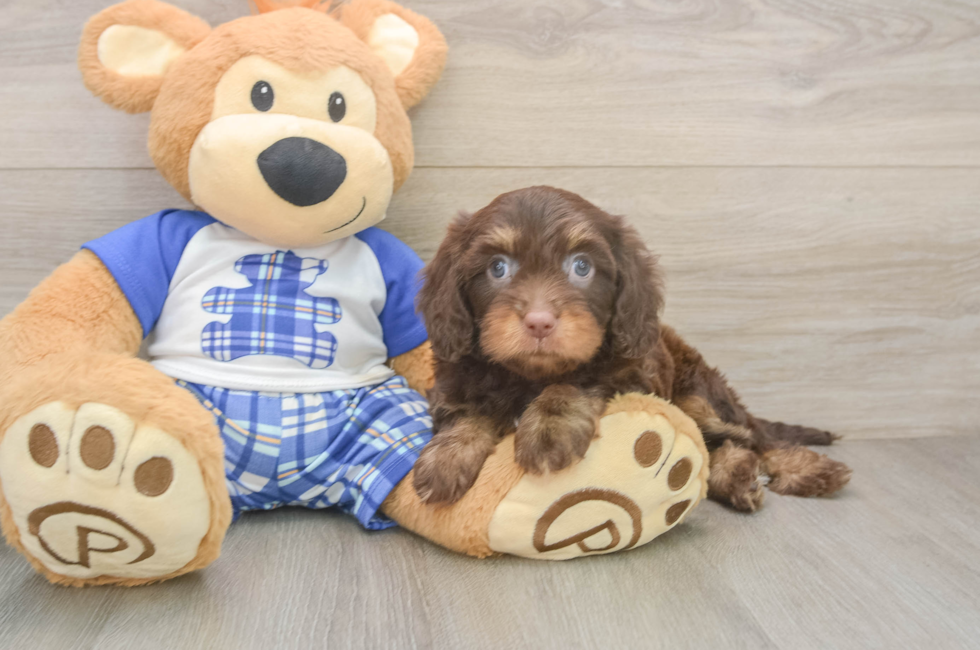 5 week old Cavapoo Puppy For Sale - Premier Pups