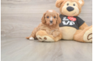 Best Cavapoo Baby