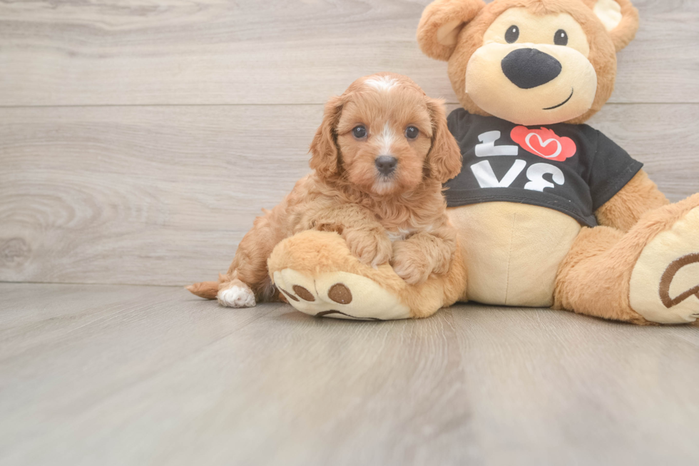 Best Cavapoo Baby