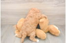 Happy Cavapoo Baby